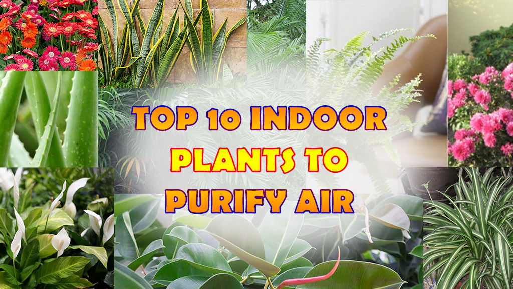 Top 10 indoor plants to purify air